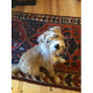 Meet your Posher, Susie